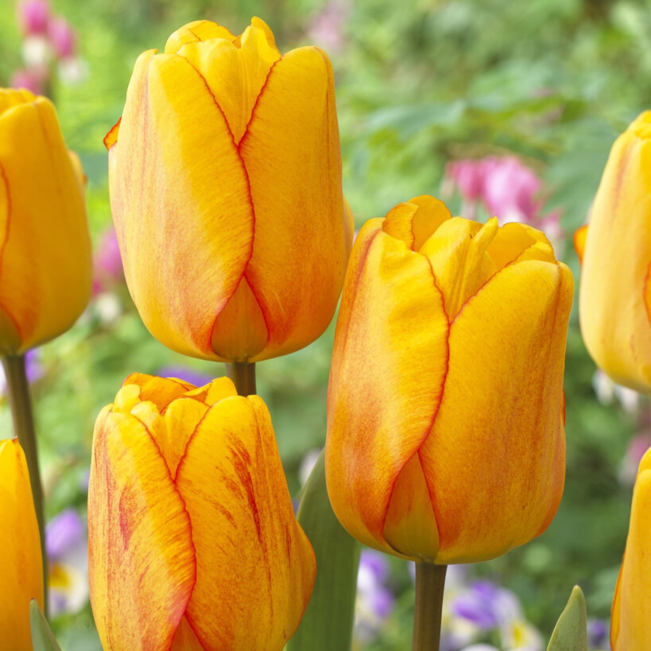 Van Zyverden Tulips Blushing Apeldoorn Set of 12 Bulbs, Multicolor, Partial Sun, Perennial