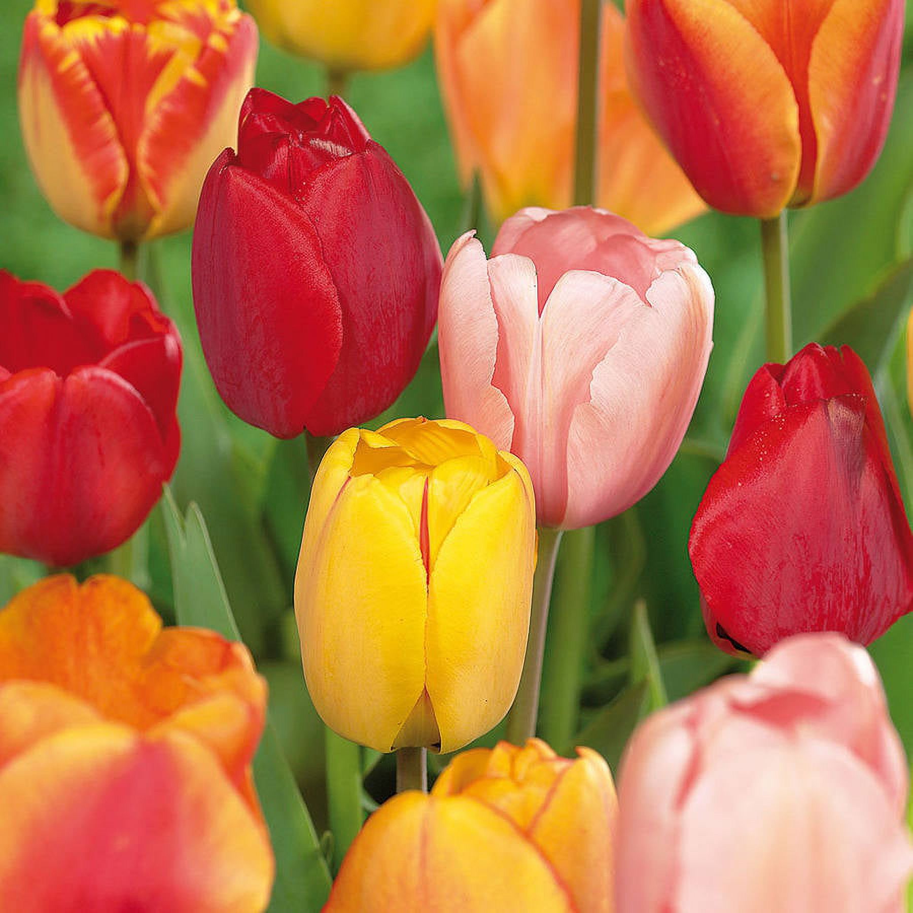 Van Zyverden Tulips Darwin Hybrid Mixture Set of 50 Mammoth Bulbs Mixed Part Sun