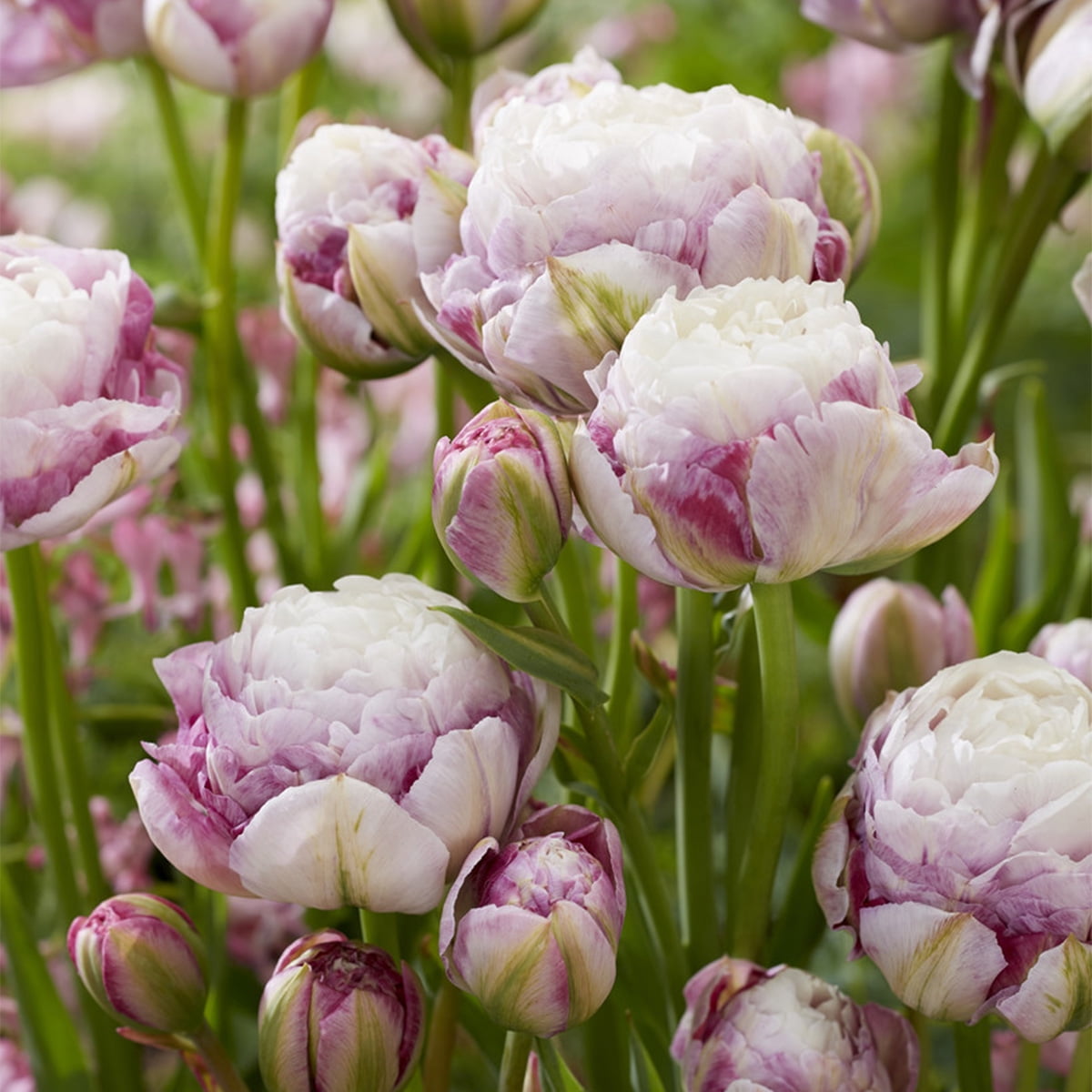 Van Zyverden Tulips Double Surprise Set of 12 Bulbs Multi-Color Part Sun