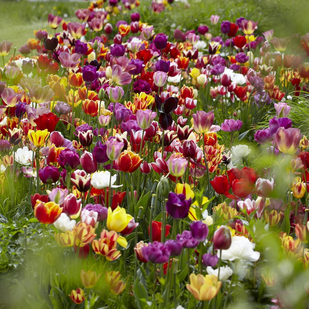 Van Zyverden Tulips Economy Medley of Varieties Set of 25 Bulbs Multicolor Partial Sun Perennial Easy to Grow 3 lbs