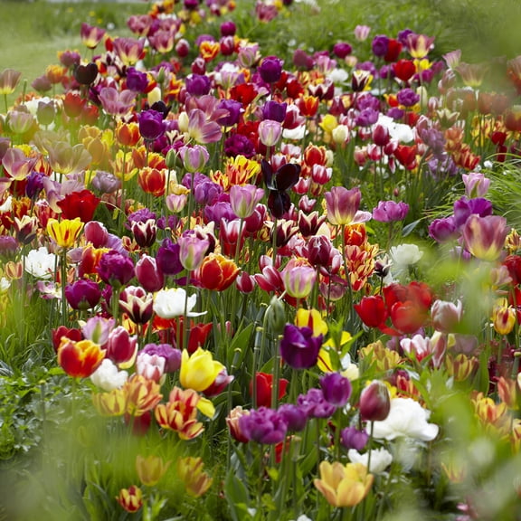 Van Zyverden Tulips Economy Medley of Varieties Set of 50 Bulbs Mixed Partial Sun Perennial Flowers For Cutting 3 lbs