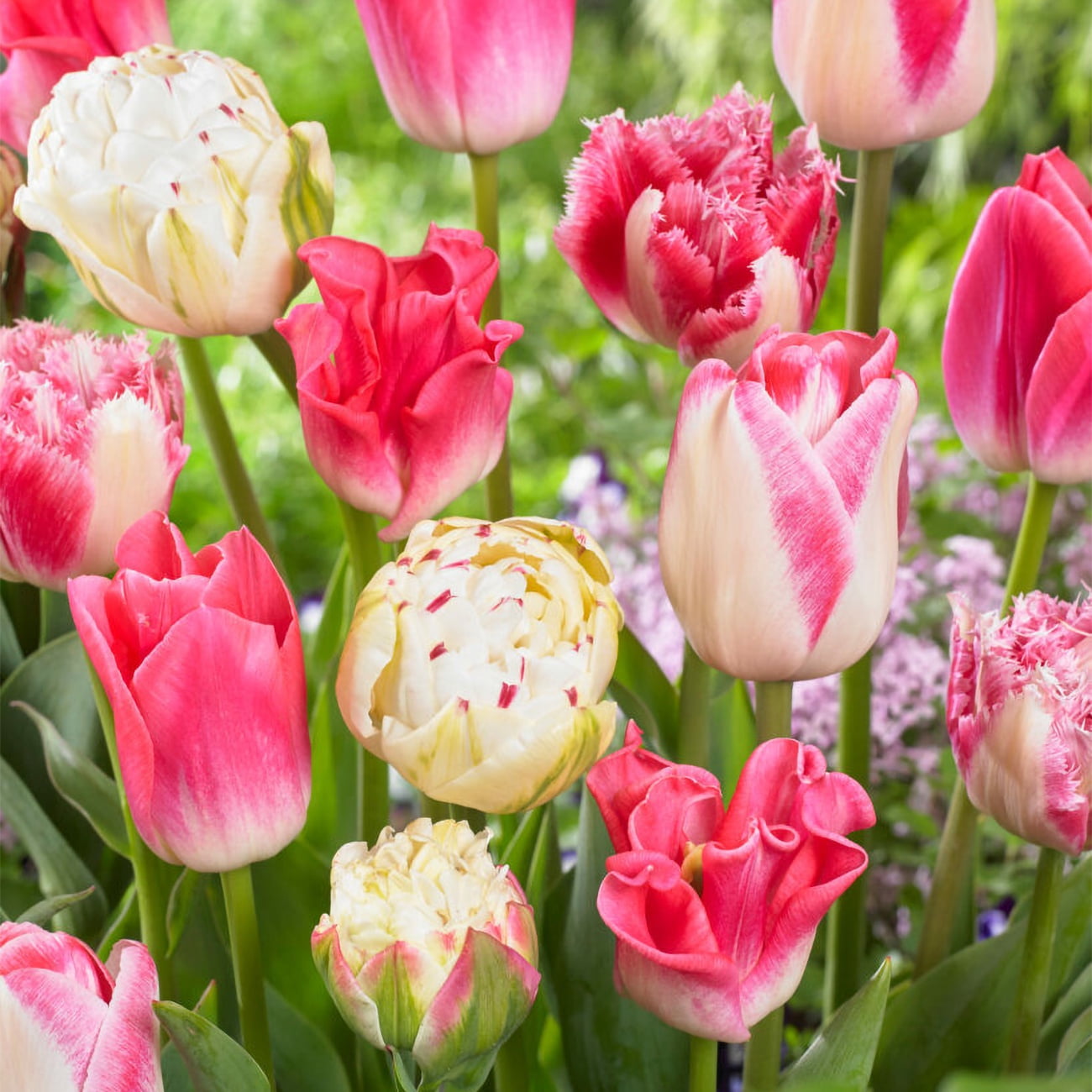 Van Zyverden Tulips Extended Bloom Cotton Candy Mixture Set of 25 Bulbs Multicolor Partial Sun Perennial Easy to Grow 3 lbs