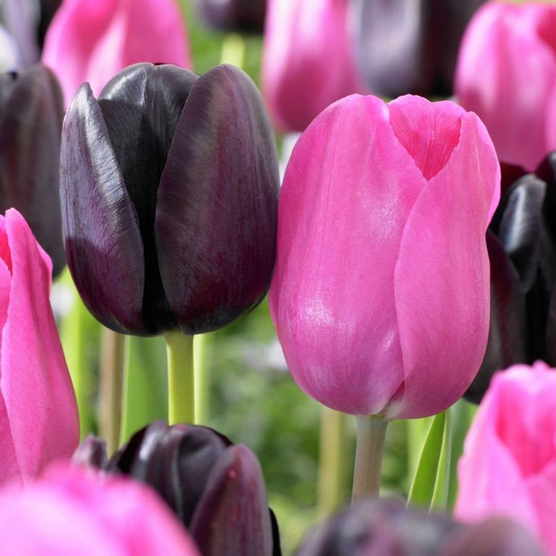 Van Zyverden Tulips Lip Stick Blend Set of 15 Bulbs Mixed Part Sun