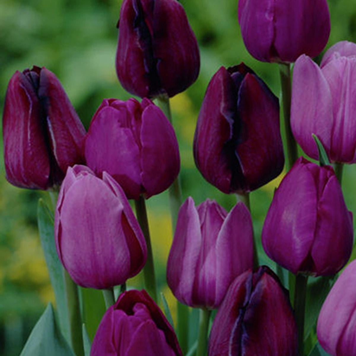 Van Zyverden Tulips NonStop Purple Blend 12 Bulbs Purple Partial Sun Perennial Easy to Grow 1 lb