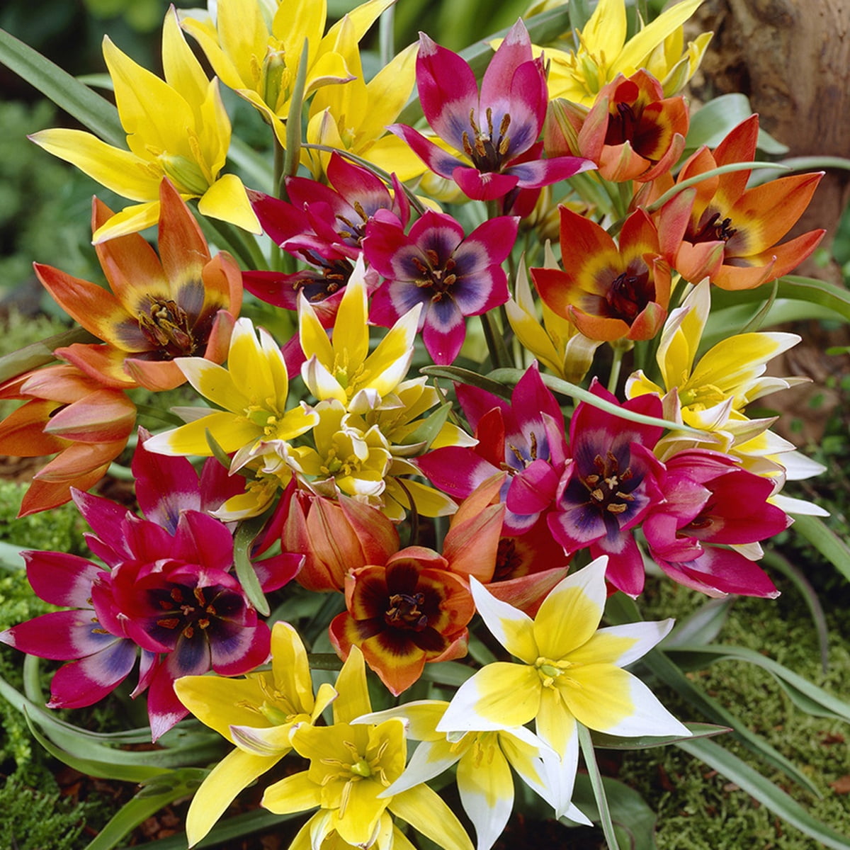 Van Zyverden Tulips Perennial Mixture 35 Bulbs Multicolor Partial Sun Perennial Easy to Grow 1 lb