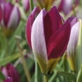 thumbnail image 1 of Van Zyverden Tulips Persian Pearl Set of 25 Bulbs Multi-Color Part Sun, 1 of 10