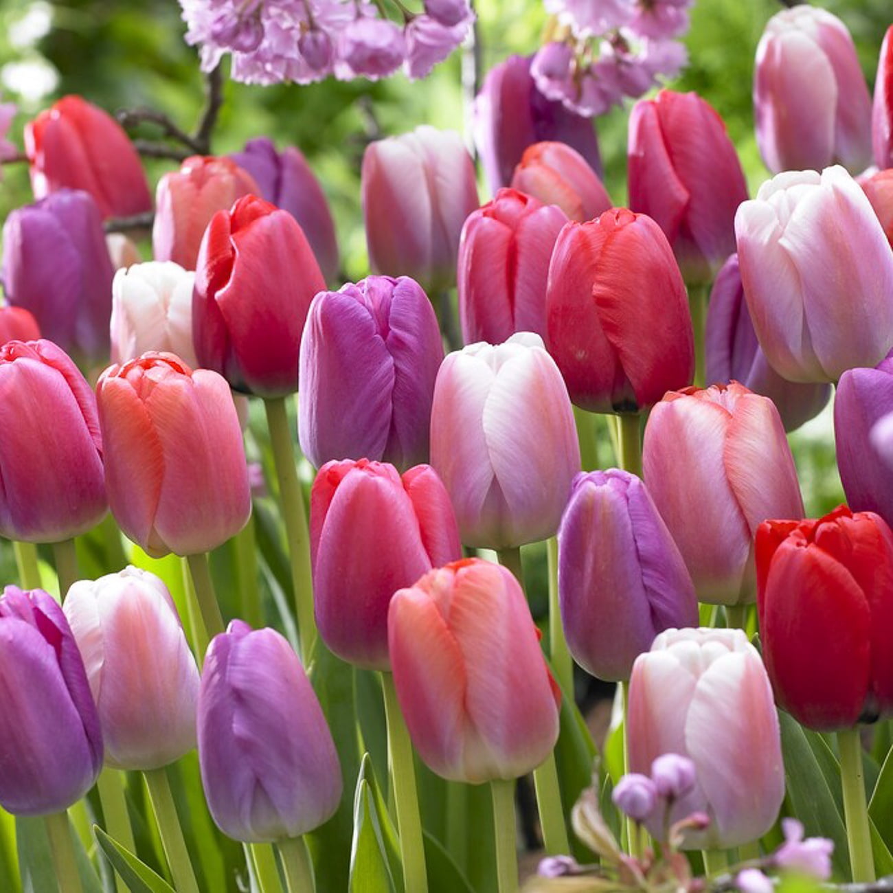 Van Zyverden Tulips Pride Mix Set of 25 Bulbs, Multicolor, Partial Sun, Perennial