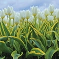 thumbnail image 1 of Van Zyverden Tulips Purissima Blonde Set of 12 Bulbs White Part Sun, 1 of 7