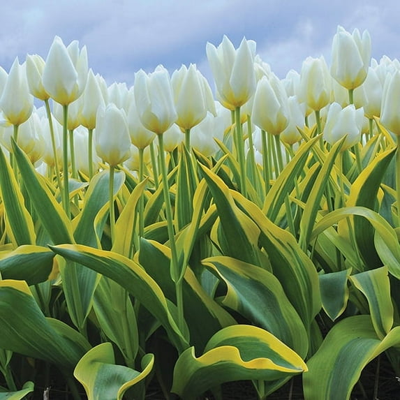 Van Zyverden Tulips Purissima Blonde Set of 12 Bulbs White Part Sun
