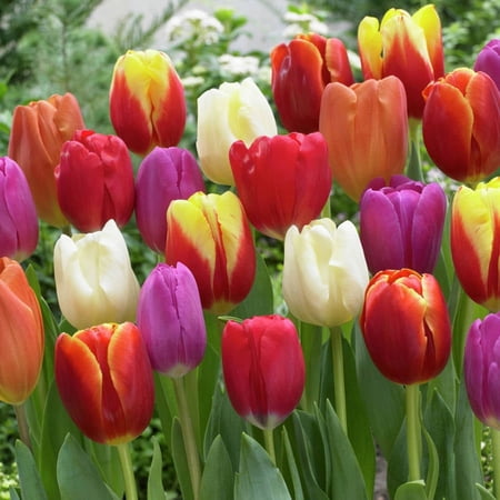 Van Zyverden Tulips, Triumph Mixture, Set of 25 Bulbs Part Sun Multi-Color