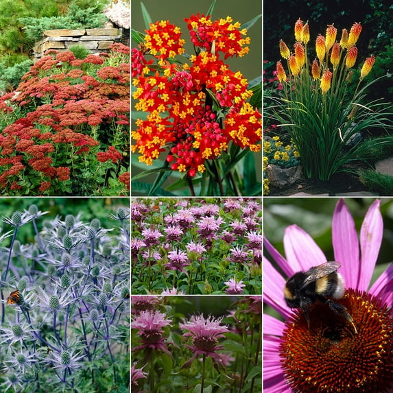 Van Zyverden Variety Gardening for Birds and Butterflies Collection 28 Bulbs Mixed Partial Sun Perennial Fragrant 6 lbs