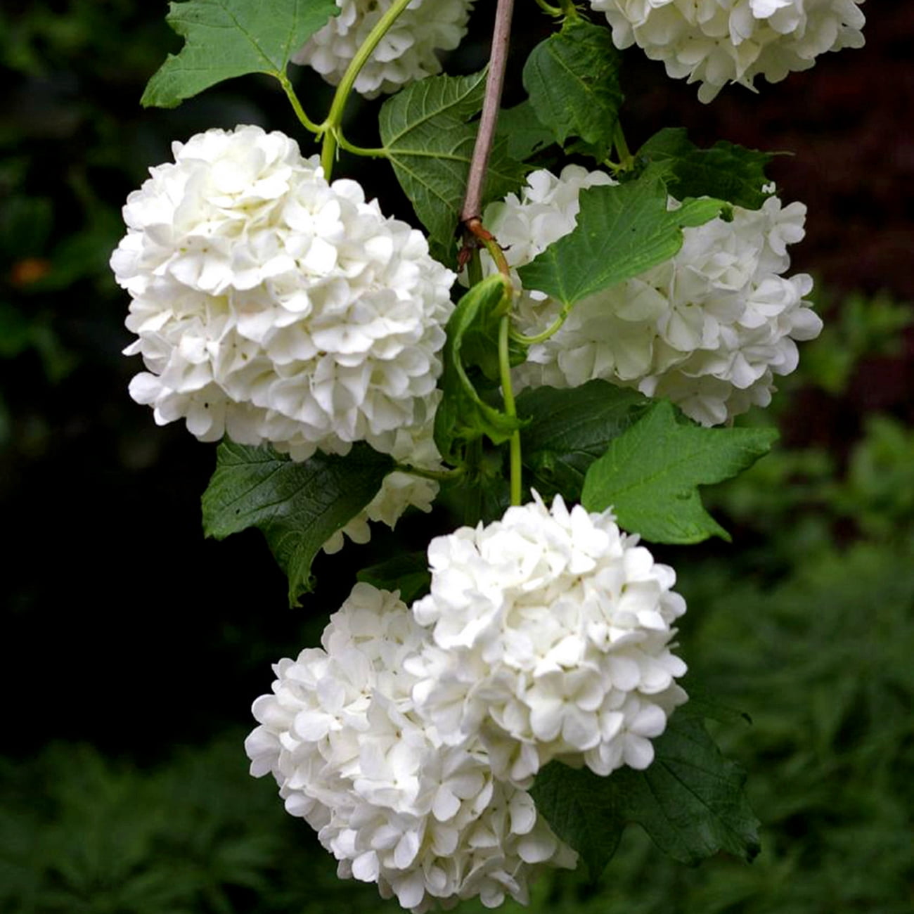 Van Zyverden Viburnum Sterile 4" Potted Rocketliners® 3 Plants White Full Sun Easy to Grow 3 lbs