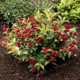 thumbnail image 1 of Van Zyverden Weigela Maroon Swoon® 4" Potted Rocketliners 3 Plants Red Full Sun Easy to Grow 3 lbs, 1 of 8