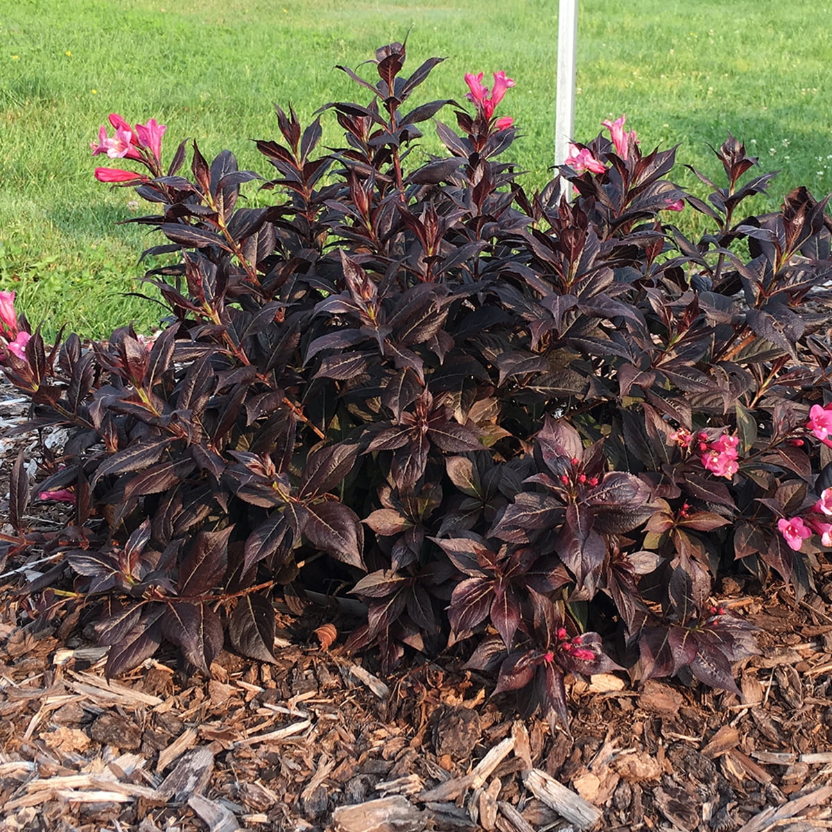 Van Zyverden Weigela Stunner™ 4" Potted Rocketliners® 1 Plant Pink Full Sun Pollinator 2 lb