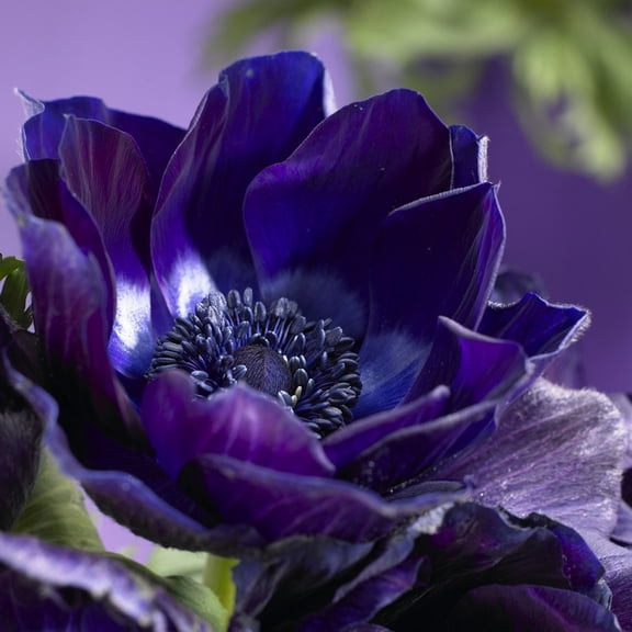 Van Zyverden Wind Flowers Anemones Darkest Blue, 10 Bulbs, Blue, Partial Sun, Perennial, Deer Resistant, 1lb