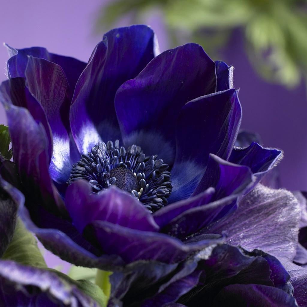 Van Zyverden Wind Flowers Anemones Darkest Blue Set of 10 Bulbs Blue Partial Sun Perennial Deer Resistant 1 lb