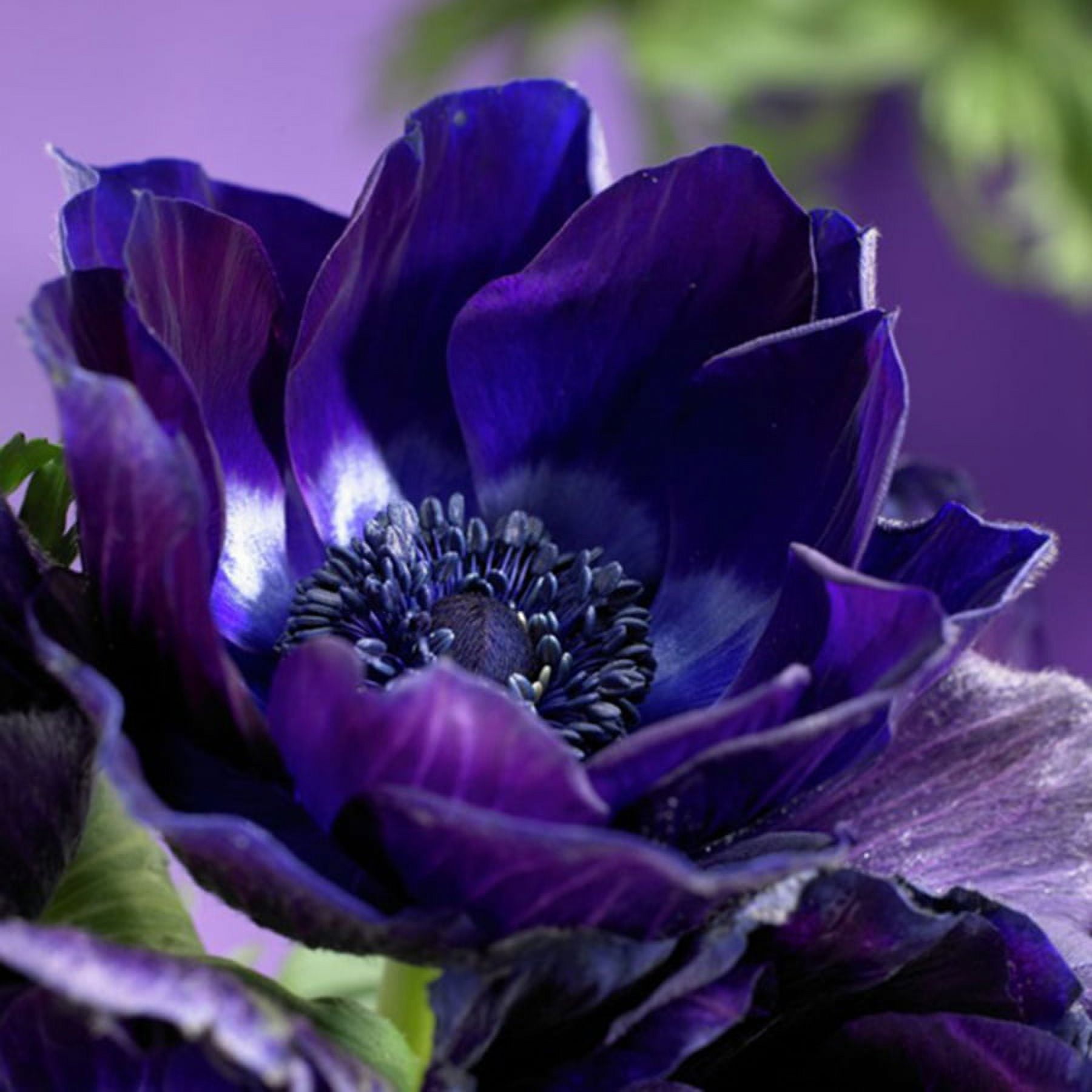 Van Zyverden Wind Flowers, Anemones Darkest Blue Set of 25 Bulbs Blue Part Sun