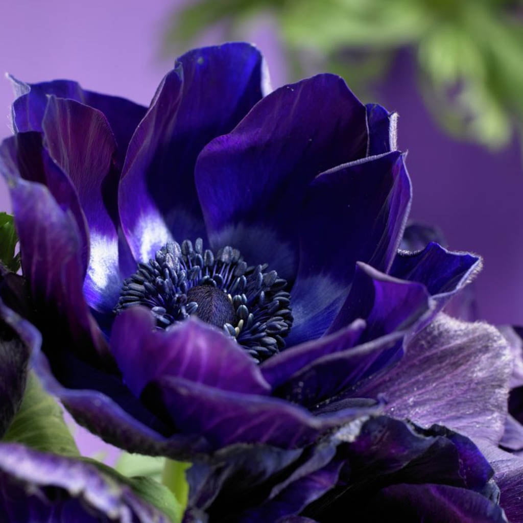 Van Zyverden Anemones Wind Flowers Darkest Blue Set of 25 Bulbs