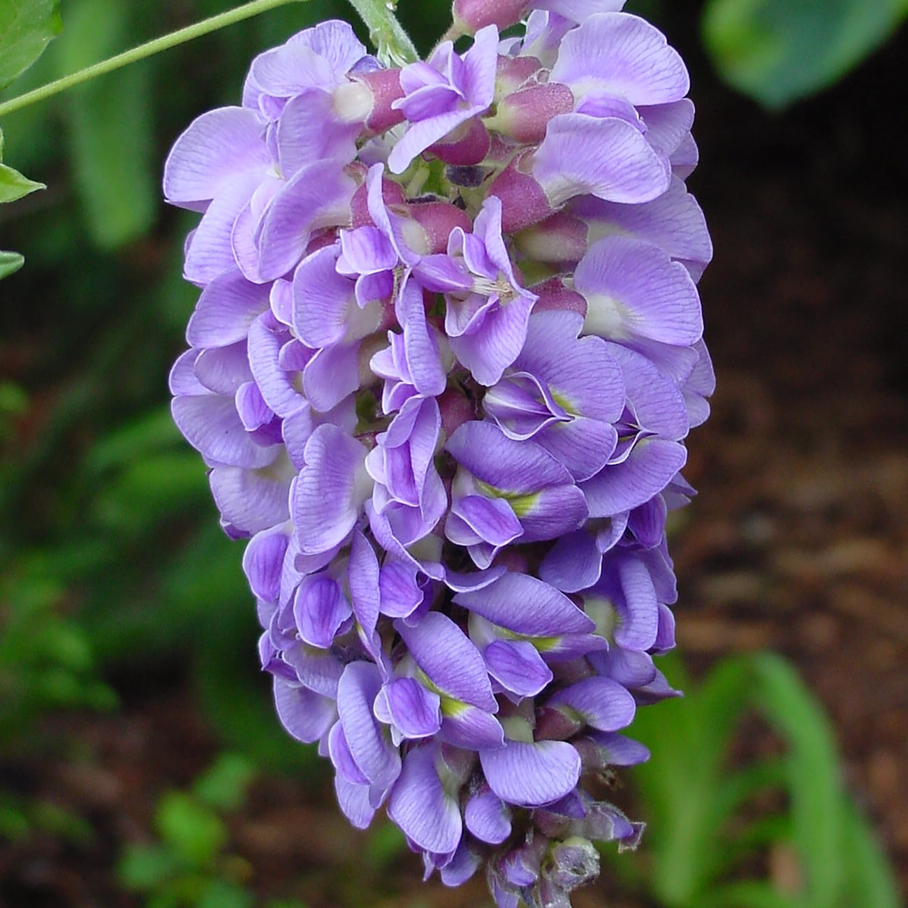 Van Zyverden Wisteria Amethyst Falls 4