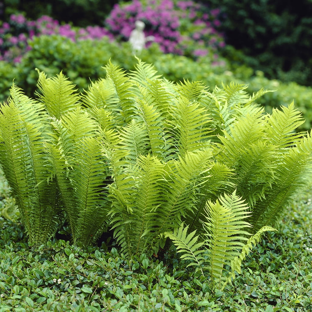Van Zyverden Woodland Ostrich Glade Fern, 1 Plant Root, Green, Partial ...