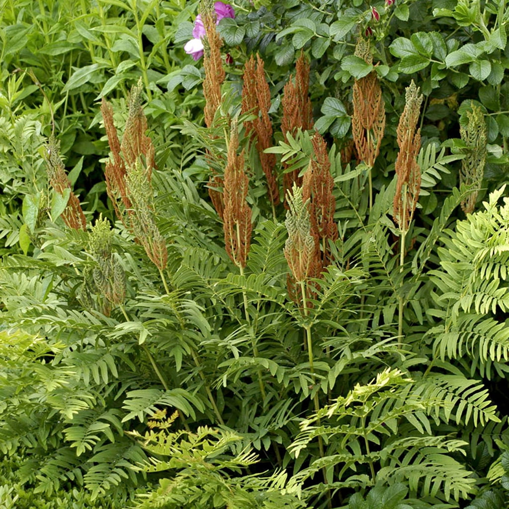 Cinnamon Fern with Green Fronds and Brown Fibers
