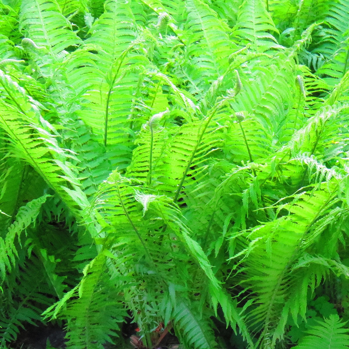 Van Zyverden Woodland Plant Lady Fern 3 Plant Roots Green Partial Shade Ornamental/Decorative 1 lb