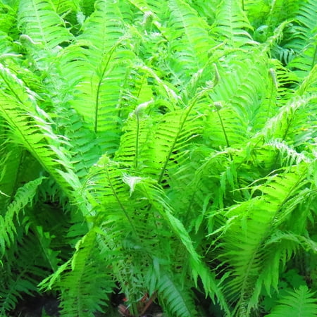 Van Zyverden Woodland Plant Lady Fern 3 Plant Roots Green Partial Shade Ornamental/Decorative 1 lb