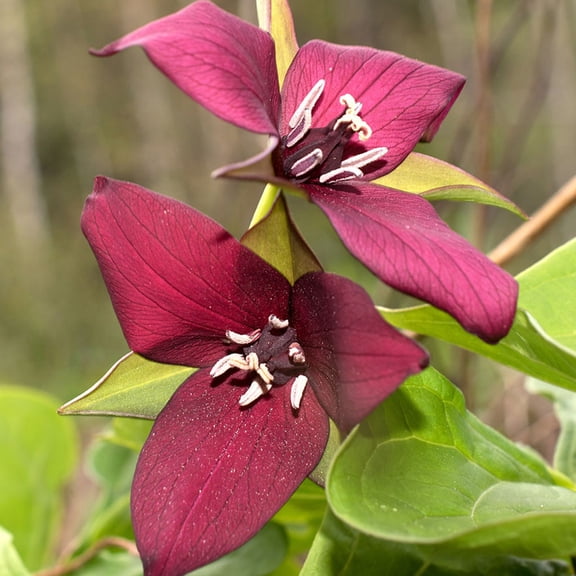 Van Zyverden Woodland Plant Trillium Erectum 3 Plant Roots Red Partial Shade Deer Resistant 1 lb