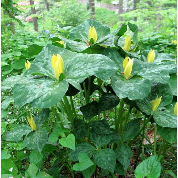 Van Zyverden Woodland Plant Trillium Yellow 3 Plant Roots Yellow Partial Shade Deer Resistant 1 lb
