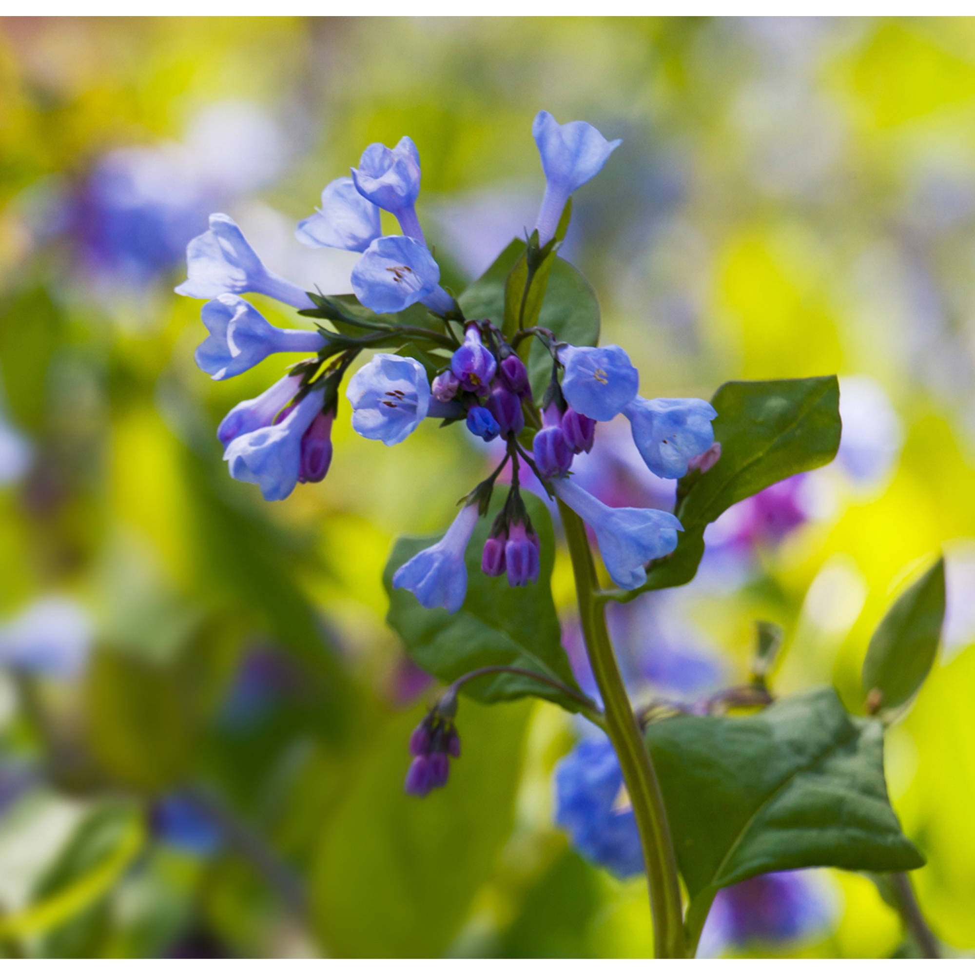 Van Zyverden Woodland Plant Virginia Blue Bells Set of 3 Plant Roots Blue Partial Shade Perennial Deer Resistant 3 lbs