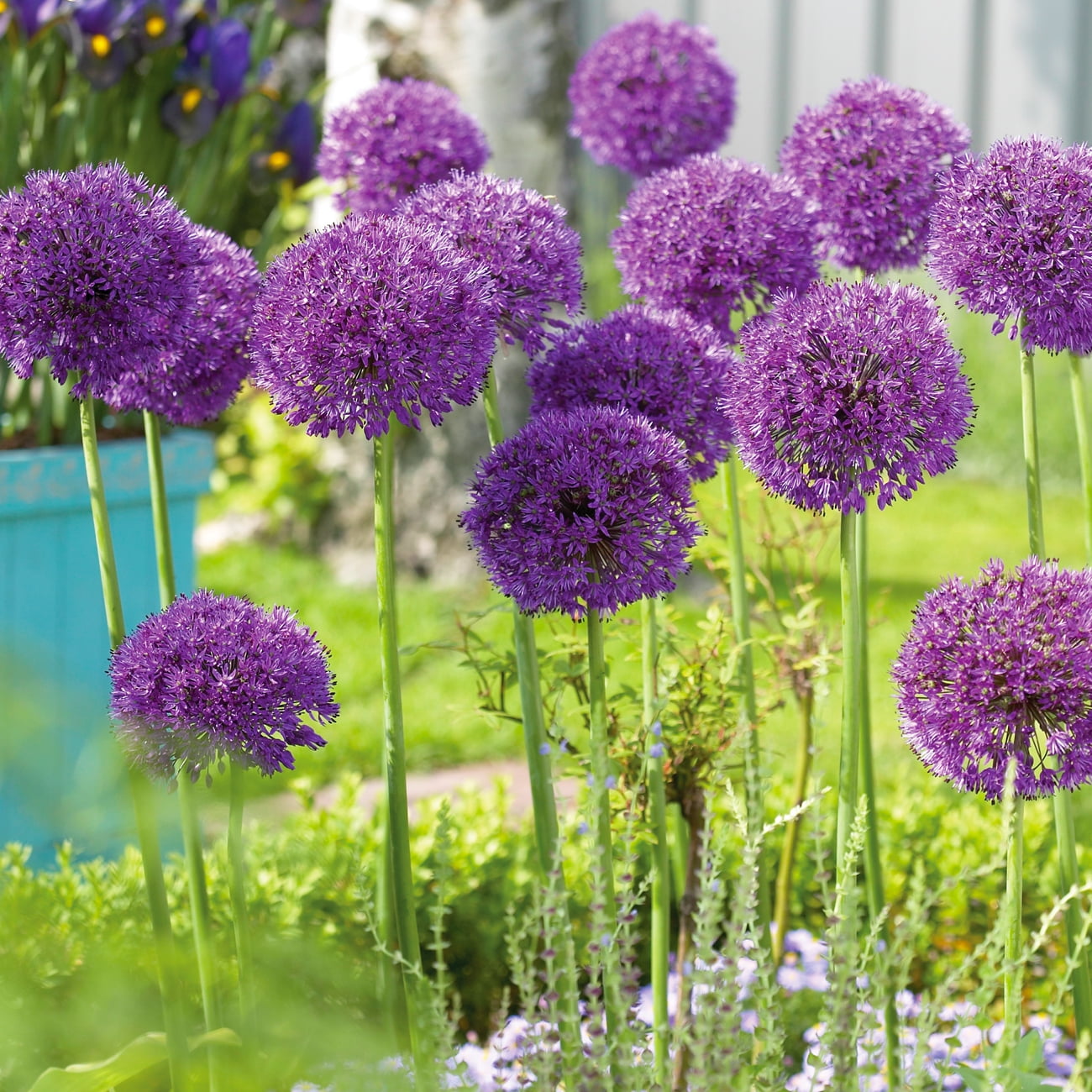 Van Zyverden Allium Purple Sensation (Set of 15 Dormant Bulbs) Full Sun, Purple, Annual