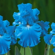 Van Zyverden's Bearded Iris Full Tide Dormant Flower Bulbs, Partial Sun, Blue, Annual, Easy to Grow