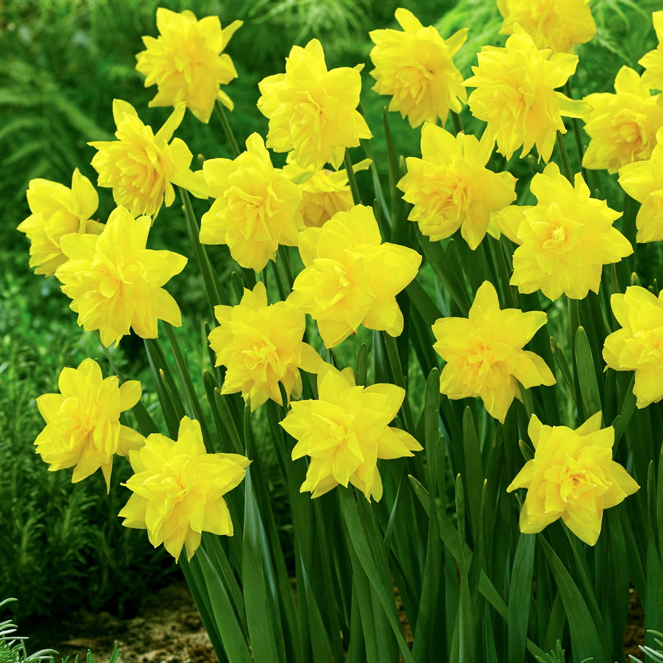 Van Zyverden Daffodil Golden Ducat (Set of 30 Dormant Bulbs) Partial Sun, Yellow, Perennial