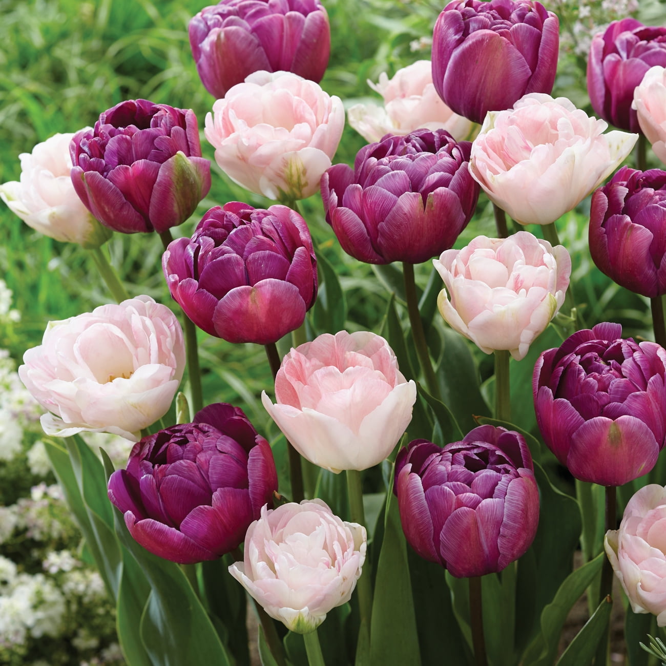 Van Zyverden Tulip Fragrant Gdn #3 (Set of 18 Dormant Bulbs) Full Sun, Multicolor, Annual