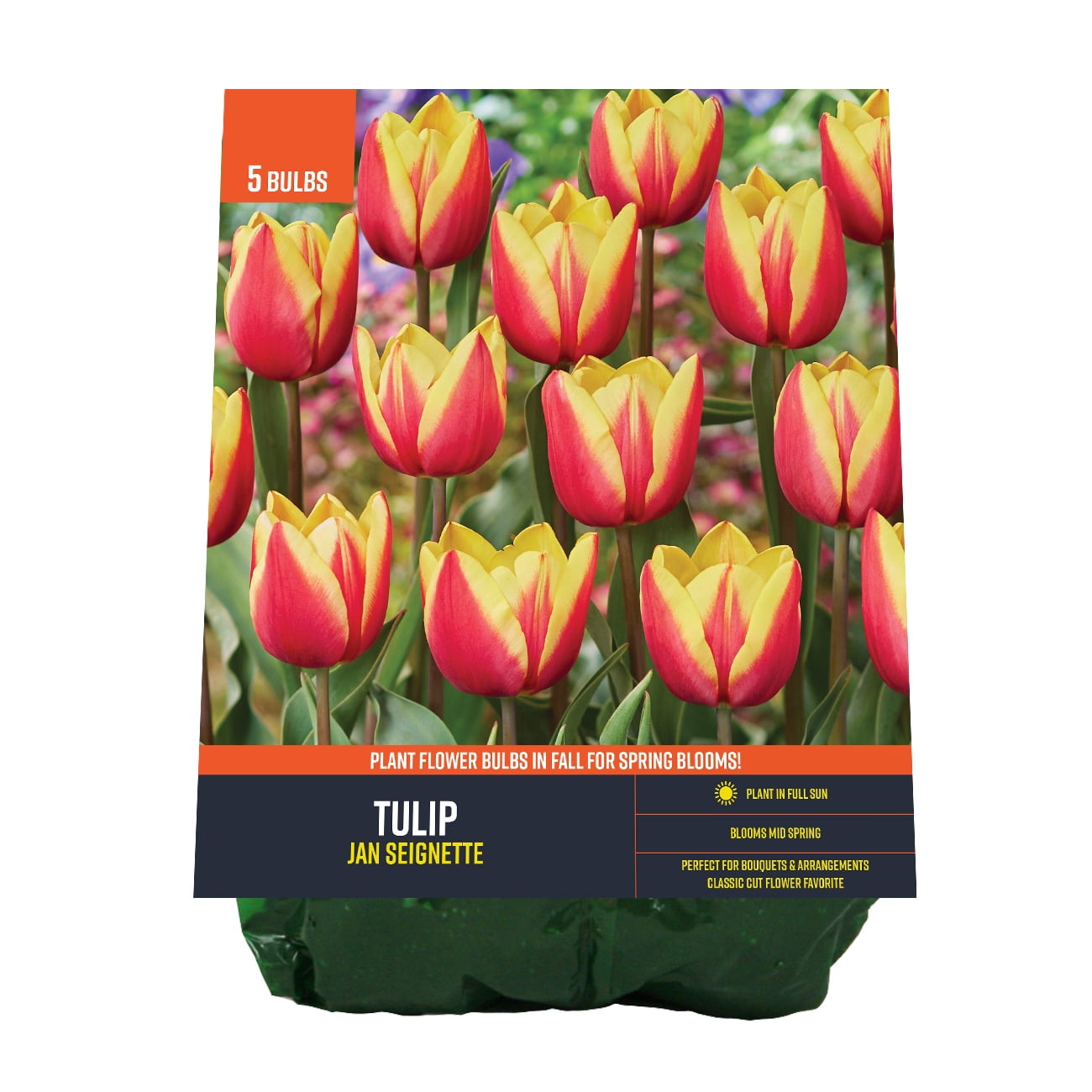 Van Zyverden Tulip Jan Seignette (Set of 5 Dormant Bulbs) Full Sun, Multicolor, Annual