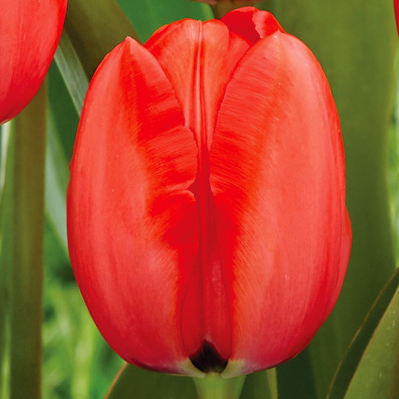 Van Zyverden s Tulip Red Impression Dormant Bulbs Full Sun Red van-zyverden-s-tulip-red-impression-dormant-bulbs-full-sun-red