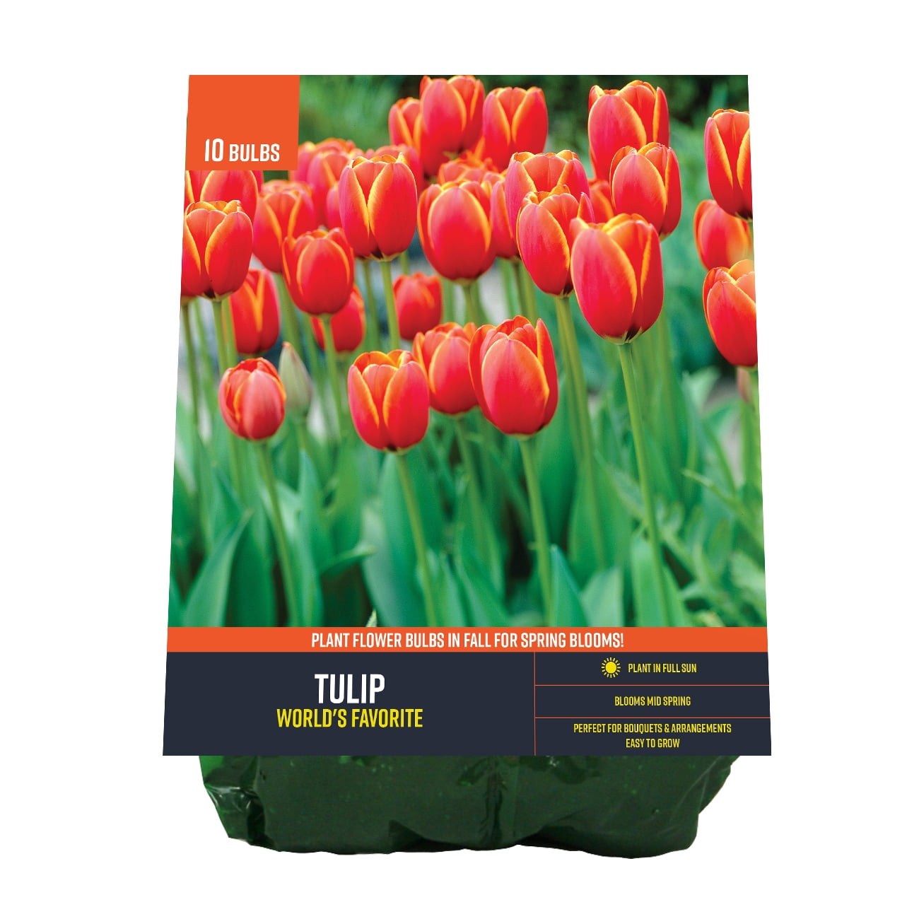 Van Zyverden Tulip World's Favorite (Set of 10 Dormant Bulbs) Full Sun, Multicolor, Annual