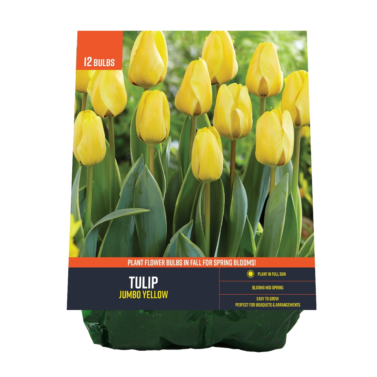 Van Zyverden Tulip Yellow (Set of 12 Dormant Bulbs) Full Sun, Yellow, Annual