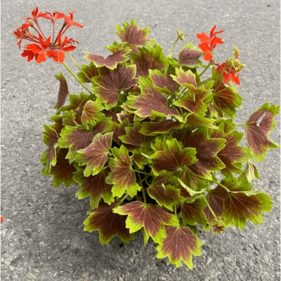 Vancouver Centennial Geranium Live Plant, Fancy Leaf Pelargonium with Bronze & Gold Colorful Foliage, Starter Plant 4-6 Inch Tall for Garden or Containers