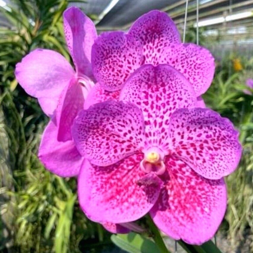Vanda Blitz X Fuchs orchid, blooming size, in hanging basket