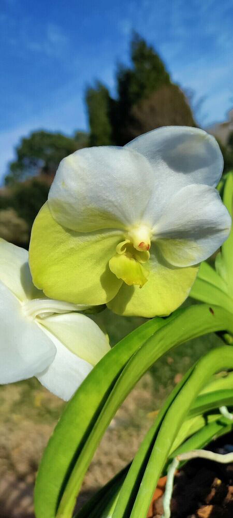 Vanda Lanu Gold, orchid plant