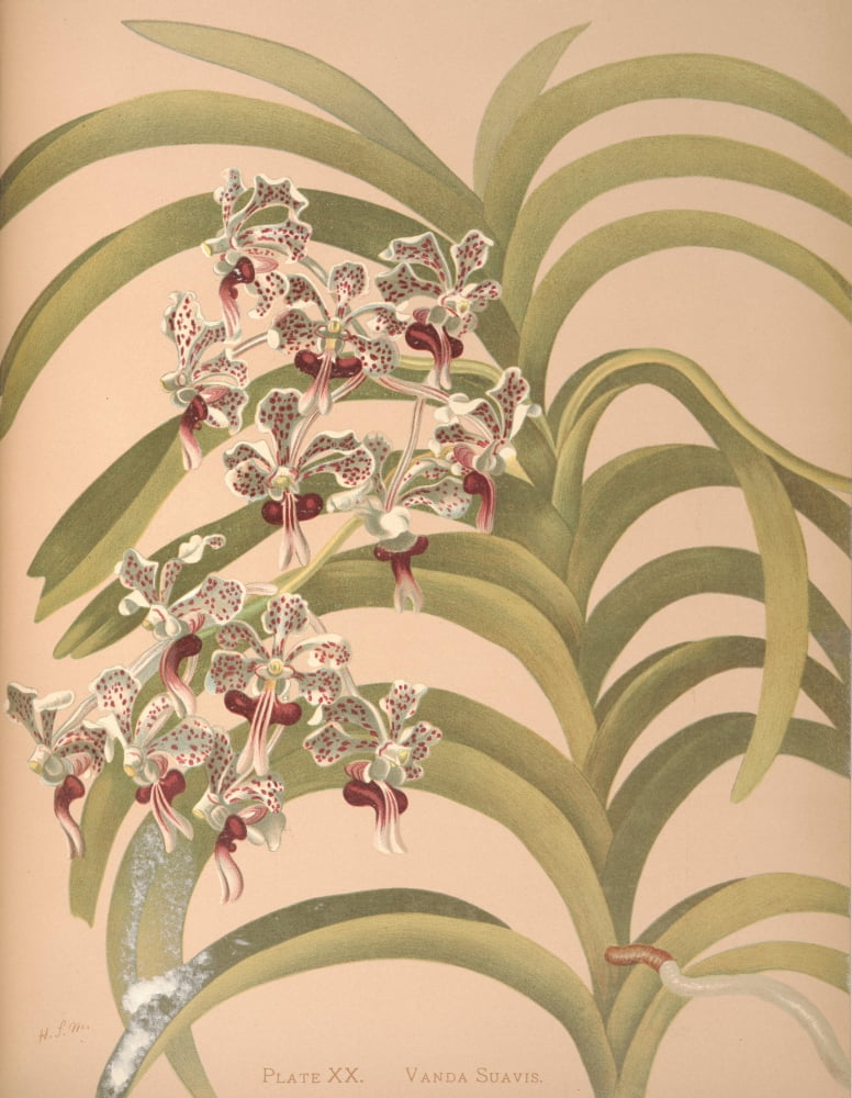 Vanda Suavis Canvas Art - HS Miner (24 x 36)