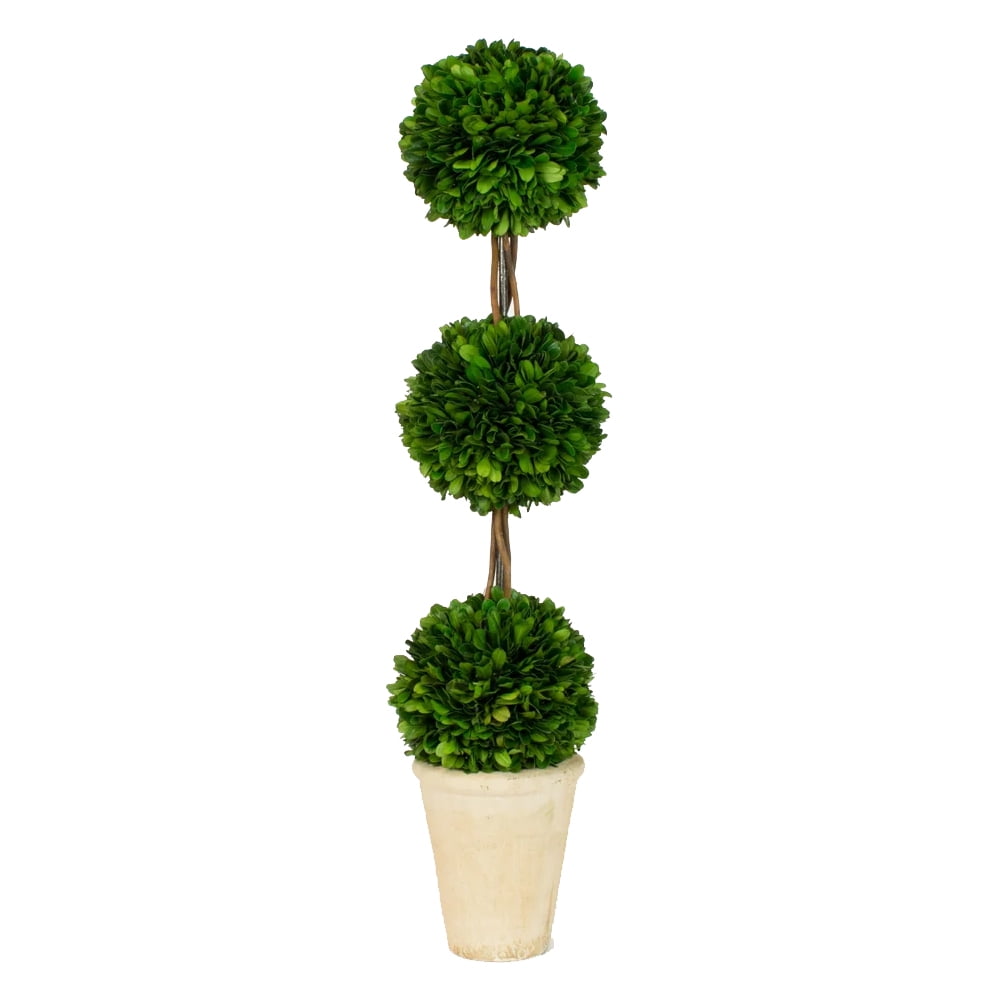 24" Green Preserved Boxwood Triple Topiary in White-Washed Pot