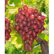 Vanessa Seedless Grapes