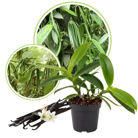 Vanilla Bean Live Plant 4-7 Inch Tall, Trailing Vanilla Orchids Plants Live, Green Vanilla Plant for Planting