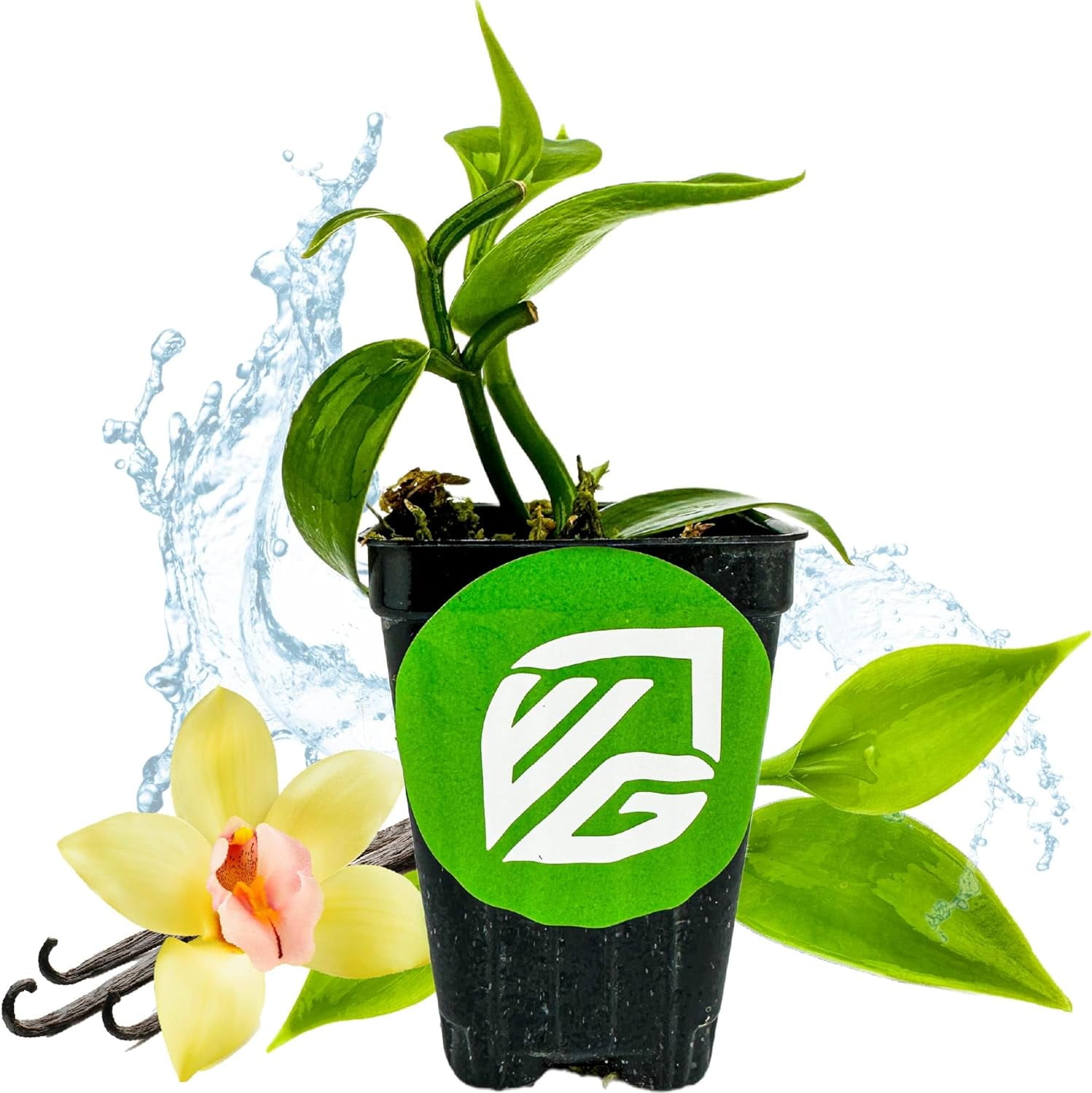 Vanilla Bean Orchid Live Plant Vanilla planifolia by Wellspring
