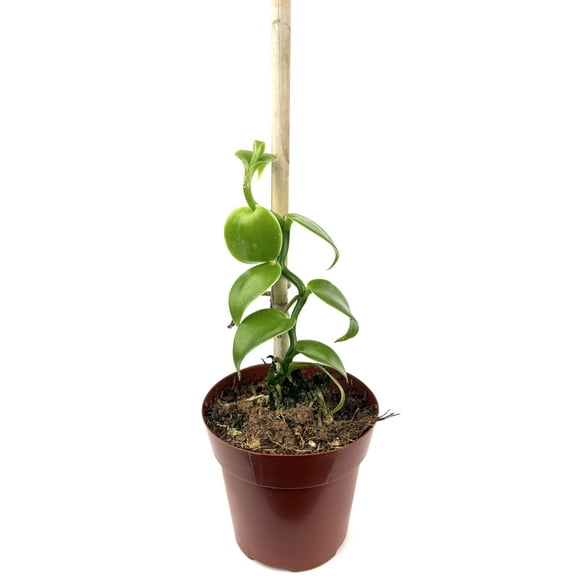 Vanilla Bean Orchid with Wood Pole Vanilla Plantifolia