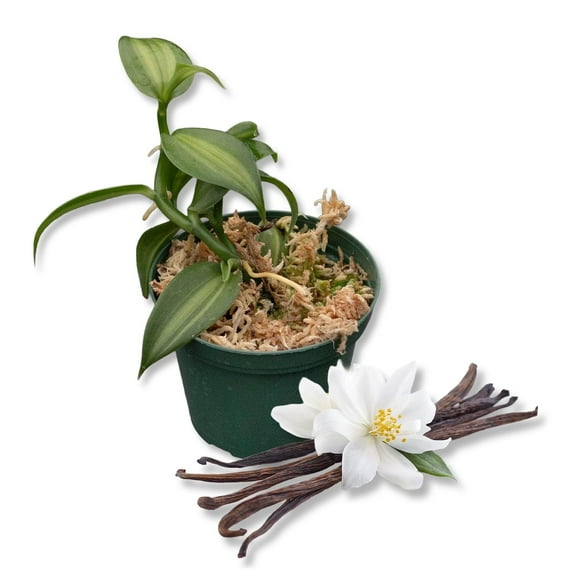 Vanilla Bean Plant - Live Starter Plant - Vanilla Planifolia - Exotic Vining Orchid for Home and Tropical Garden