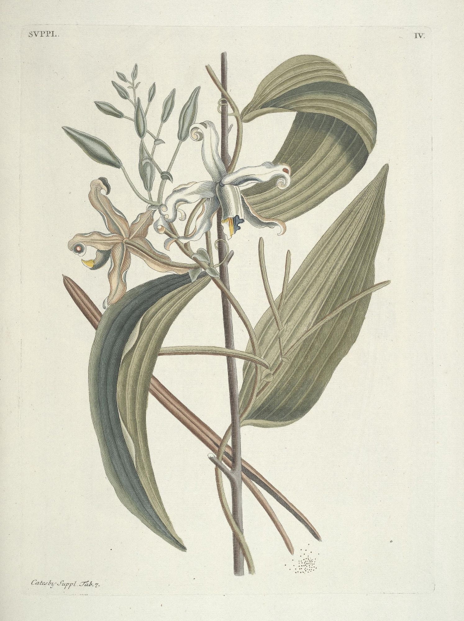 Vanilla Orchid Canvas Art - Mark Catesby (18 x 24)