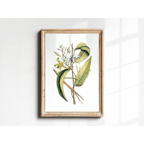 Vanilla Orchid Flower Botanical Wall Art, Vintage Vanilla Bean Orchid Poster, Tropical Floral Illustration, Cottage Kitchen Bakery Shop Decor Home Decor, 12x18 UNFRAMED